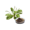 Plantago Herb Extract