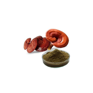 Organic Reishi Extract / Reishi Extract