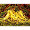 Ginseng Extract
