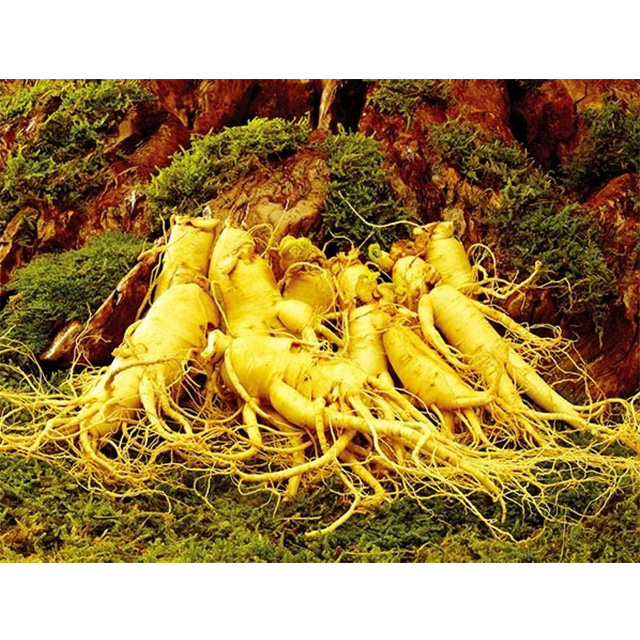 Ginseng Extract