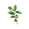 L-Theanine