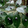 Stemona Extract