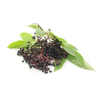 Elderberry Extract