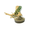Tongkat Ali Extract
