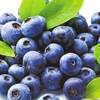 Blueberry Extract