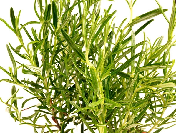 Rosemary Extract