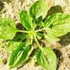 Plantago Herb Extract