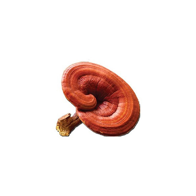 Organic Reishi Extract / Reishi Extract