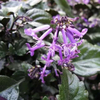 Rabdosia Japonica Hara Extract/Powder