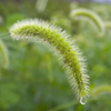Shavegrass Extract