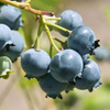 Blueberry Extract