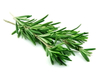 Rosemary Extract