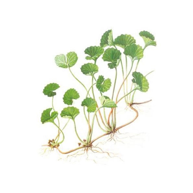 Gotu Kola Extract 