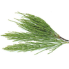 Horsetail Extract