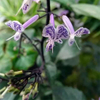 Rabdosia Japonica Hara Extract/Powder