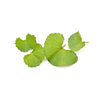 Gotu Kola Extract 