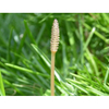 Horsetail Extract