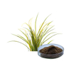 Shavegrass Extract