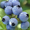 Bilberry Extract 