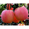 Apple Extract 
