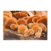 Organic Reishi Extract / Reishi Extract