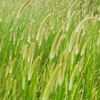 Shavegrass Extract