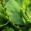Plantago Herb Extract