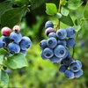 Blueberry Extract