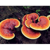 Organic Reishi Extract / Reishi Extract